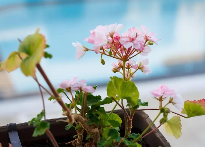 Seaside 1 Bedroom With Balcony, Max 4 Guests شقة