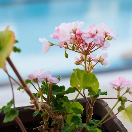 Seaside 1 Bedroom With Balcony, Max 4 Guests Appartamento